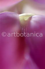 Farbenmeere-in-Violett-8