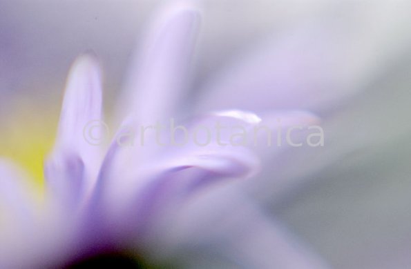 Farbenmeere-in-Violett-40