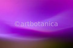 Farbenmeere-in-Violett-58