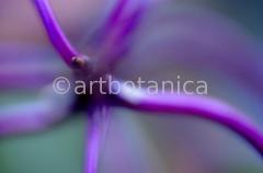 Farbenmeere-in-Violett-59