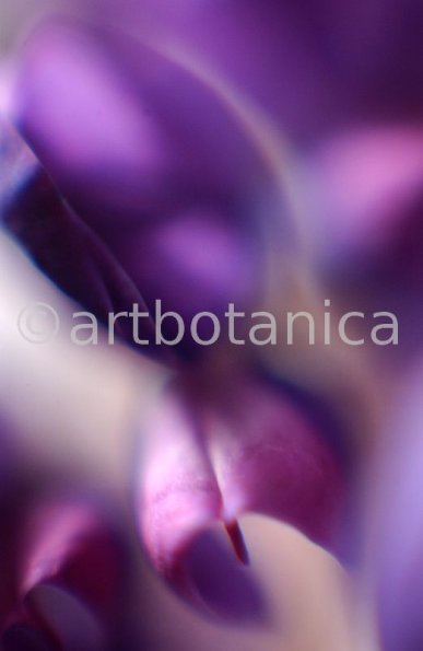 Farbenmeere-in-Violett-11