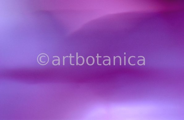Farbenmeere-in-Violett-50