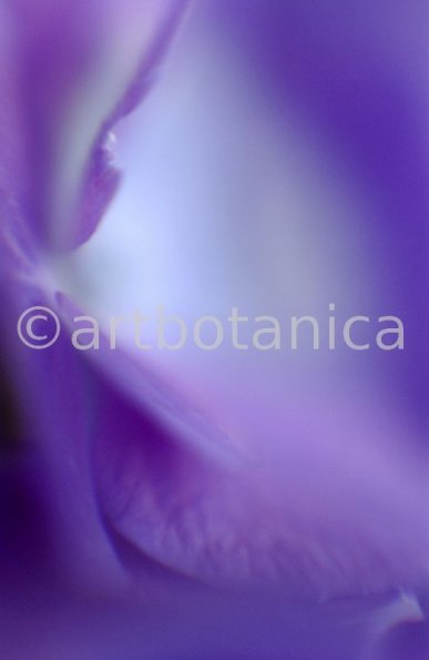 Farbenmeere-in-Violett-1
