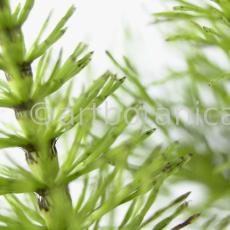 Ackerschachtelhalm-Equisetum arvense -6