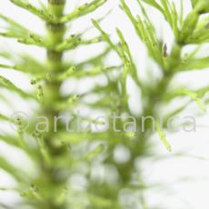 Ackerschachtelhalm-Equisetum arvense -7