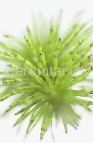 Ackerschachtelhalm-Equisetum arvense -2