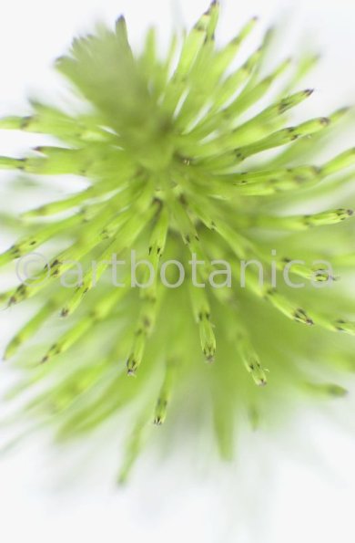 Ackerschachtelhalm-Equisetum arvense -3