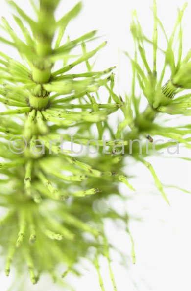 Ackerschachtelhalm-Equisetum arvense -8