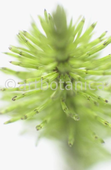 Ackerschachtelhalm-Equisetum arvense -4
