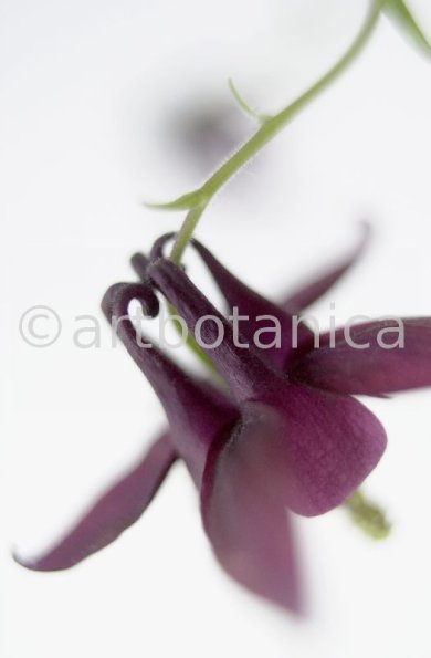 Akelei-Aquilegia vulgaris-7