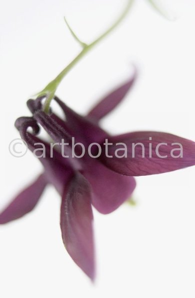 Akelei-Aquilegia vulgaris-8