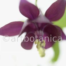 Akelei-Aquilegia vulgaris-3