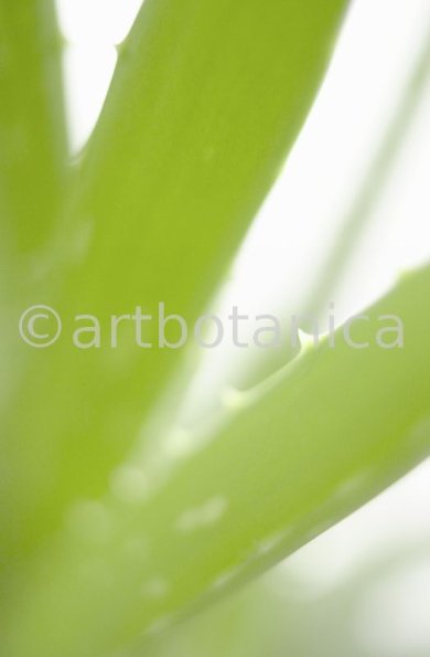 Aloe Vera-4