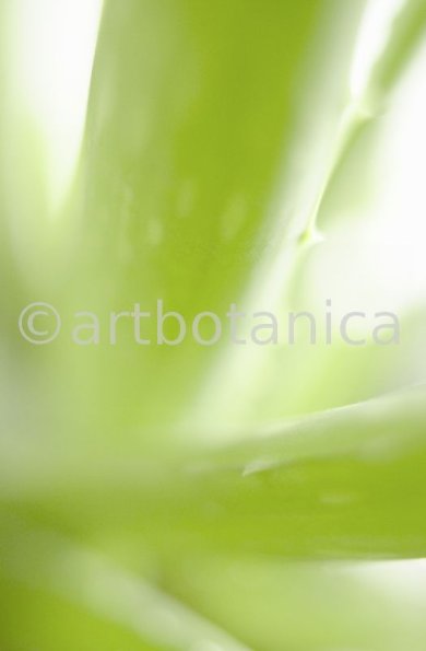 Aloe Vera-10