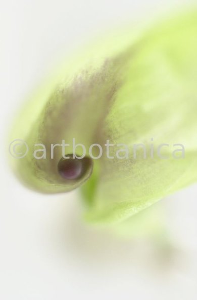Aronstab-Aurm maculatum-6