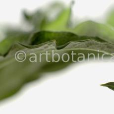 Artischocke-Blätter--Cynara-scolymus--5