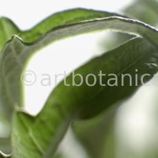 Artischocke-Blätter--Cynara-scolymus--7