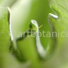 Artischocke-Blätter--Cynara-scolymus--4