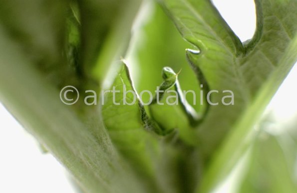Artischocke-Blätter--Cynara-scolymus--6