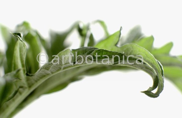 Artischocke-Blätter--Cynara-scolymus--1
