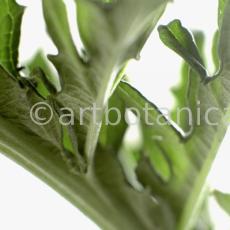 Artischocke-Blätter--Cynara-scolymus--3