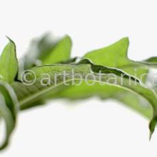 Artischocke-Blätter--Cynara-scolymus--2