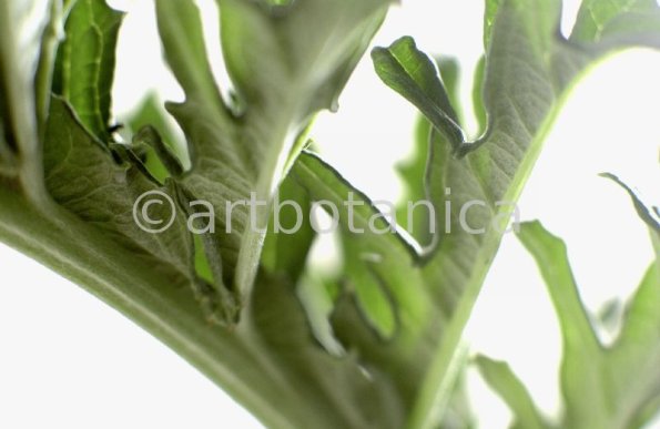 Artischocke-Blätter--Cynara-scolymus--3