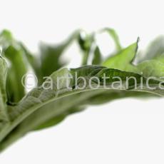 Artischocke-Blätter--Cynara-scolymus--1