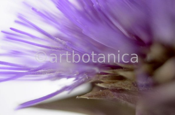 Artischocke Blüte-Cynara scolymus-3