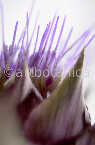 Artischocke Blüte-Cynara scolymus-1