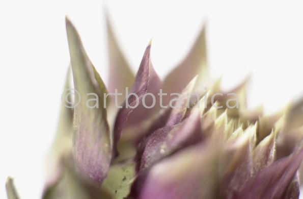 Artischocke Blüte-Cynara scolymus-7