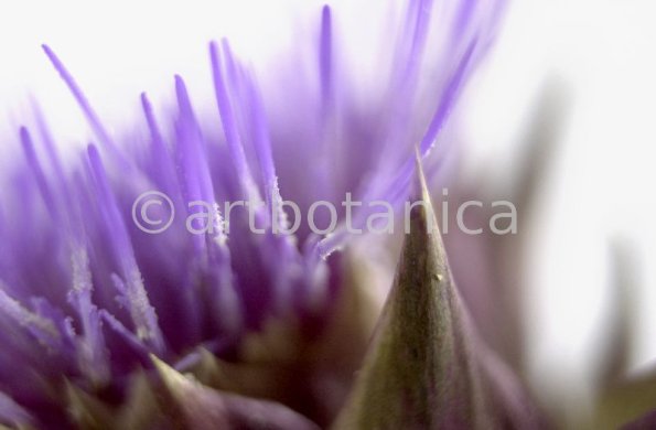 Artischocke Blüte-Cynara scolymus-4