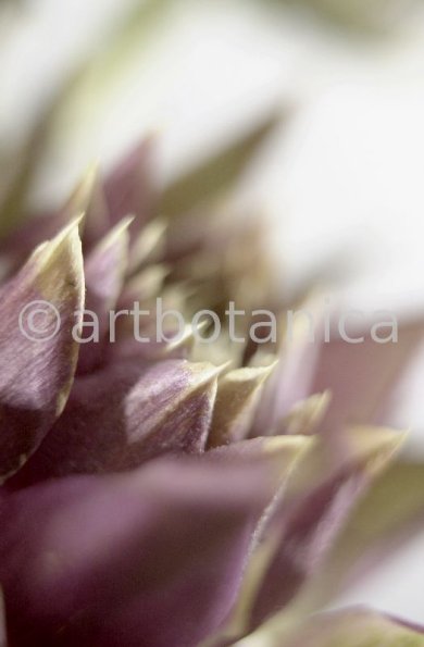 Artischocke Blüte-Cynara scolymus-9
