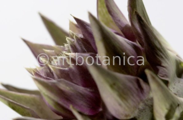 Artischocke Blüte-Cynara scolymus-14