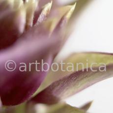 Artischocke Blüte-Cynara scolymus-11