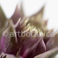 Artischocke Blüte-Cynara scolymus-6