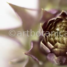 Artischocke Blüte-Cynara scolymus-5