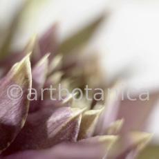 Artischocke Blüte-Cynara scolymus-9