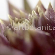 Artischocke Blüte-Cynara scolymus-12
