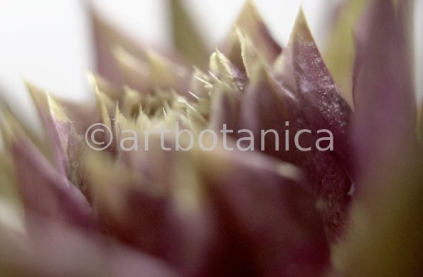 Artischocke Blüte-Cynara scolymus-12