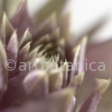 Artischocke Blüte-Cynara scolymus-10