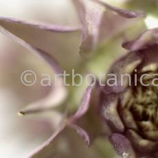 Artischocke Blüte-Cynara scolymus-8