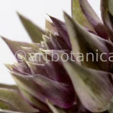 Artischocke Blüte-Cynara scolymus-14