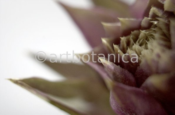 Artischocke Blüte-Cynara scolymus-13