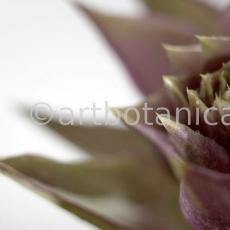 Artischocke Blüte-Cynara scolymus-13