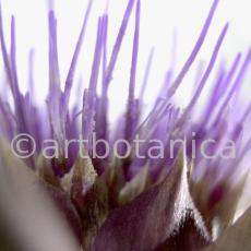 Artischocke Blüte-Cynara scolymus-2