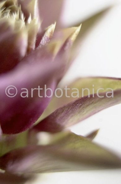 Artischocke Blüte-Cynara scolymus-11