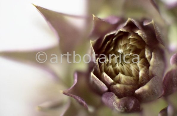 Artischocke Blüte-Cynara scolymus-5
