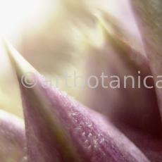 Artischocke Blüte-Cynara scolymus-15