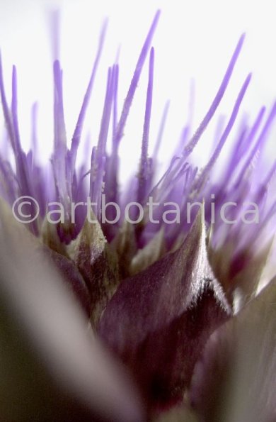 Artischocke Blüte-Cynara scolymus-2